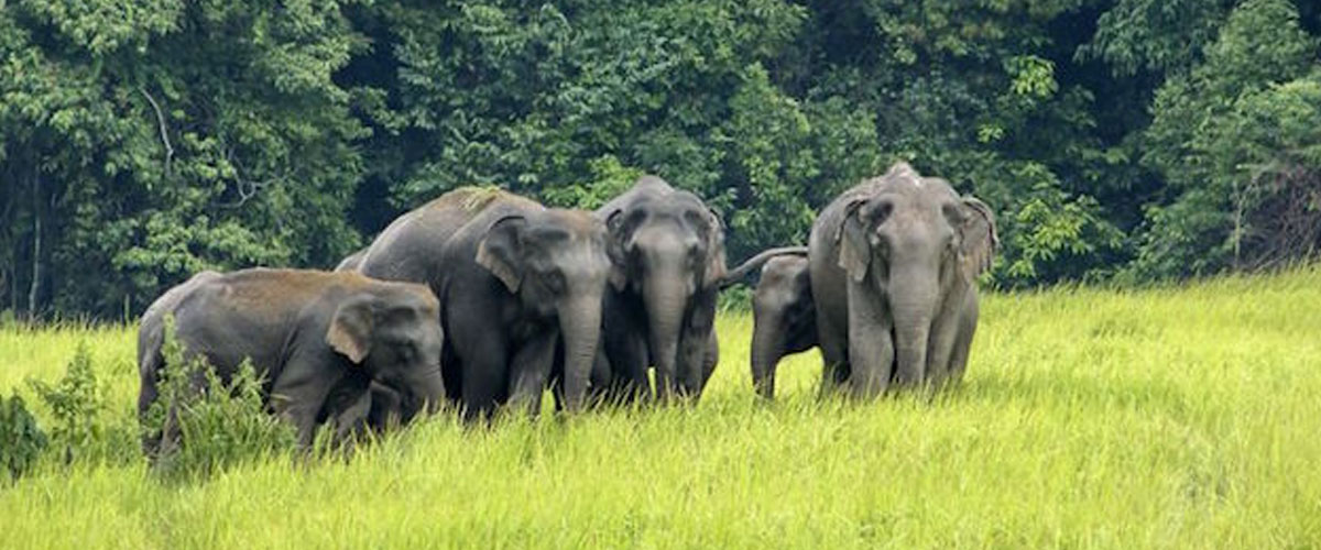 हात्तीले धानबाली नोक्सान, वडाध्यक्ष रातभर जाग्राम !