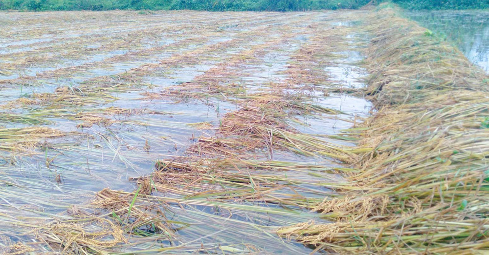 चितवनको ३० प्रतिशत धानबालीमा क्षति