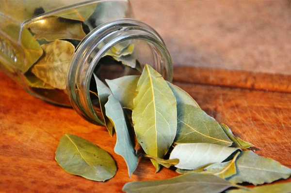 तेजपातको उचित मूल्य नपाउँदा कृषक निराश