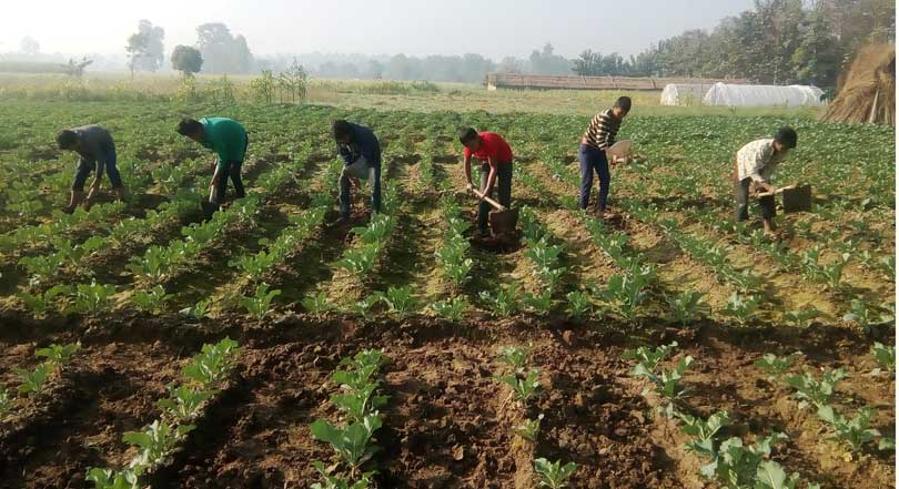सार्वजनिक जमिनमा सामूहिक खेती