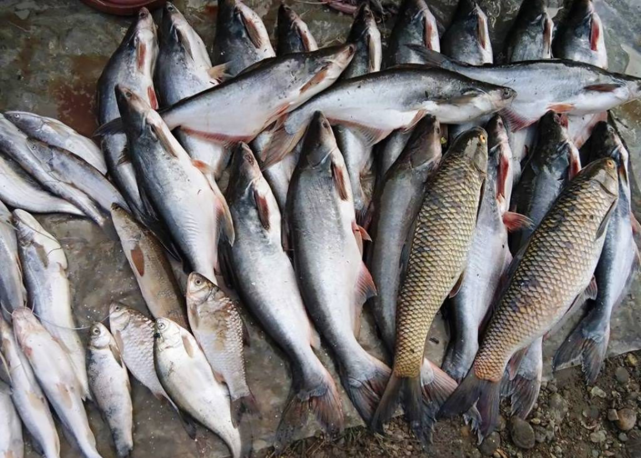 माछामा आत्मनिर्भर हुँदै दाङ