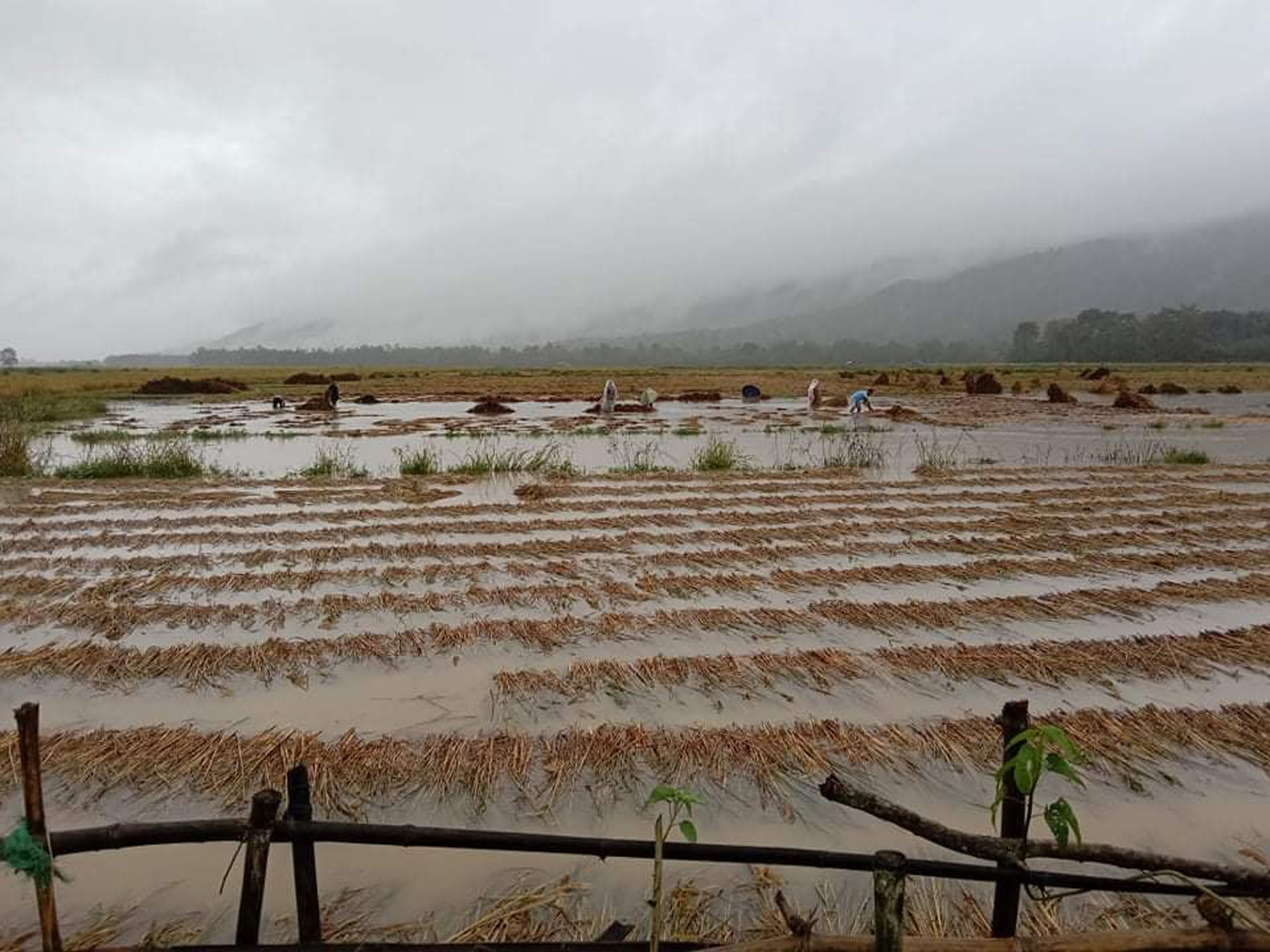 चितवनमा दुई हजार ५०० हेक्टरको धानबालीमा क्षति