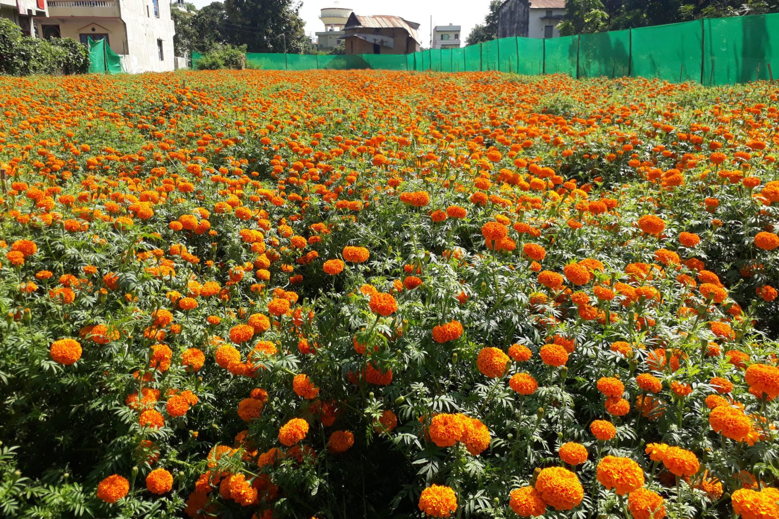 सयपत्री फूलले बढायो तिहारको चहलपहल