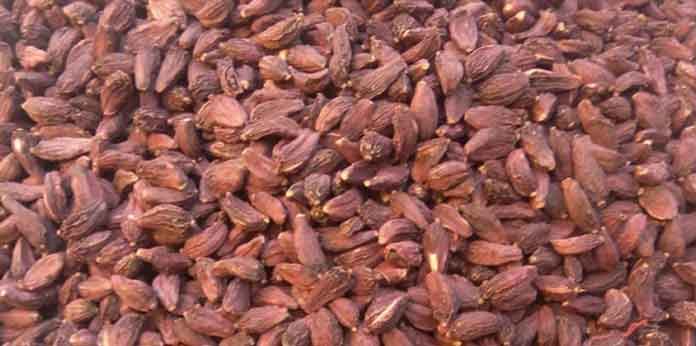 अलैँचीको भाउ पाएपछि किसान मक्ख