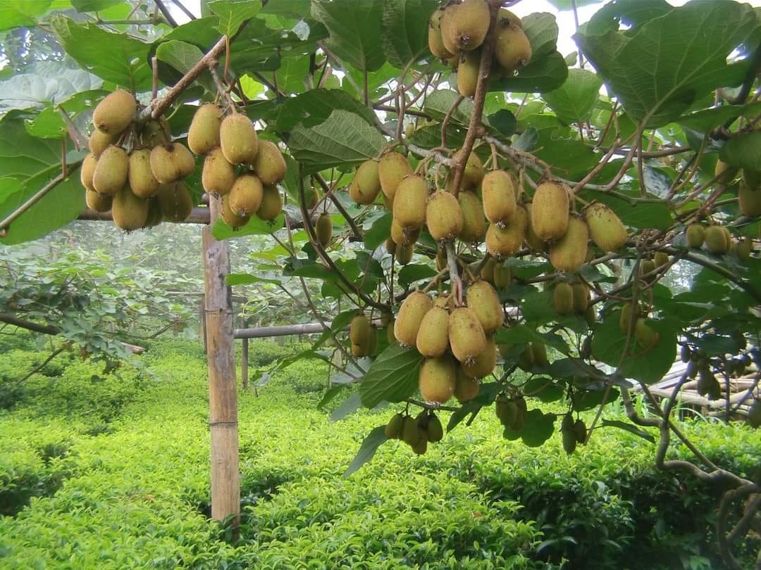 उत्पादन बढेपछि किबीको मूल्य घट्यो