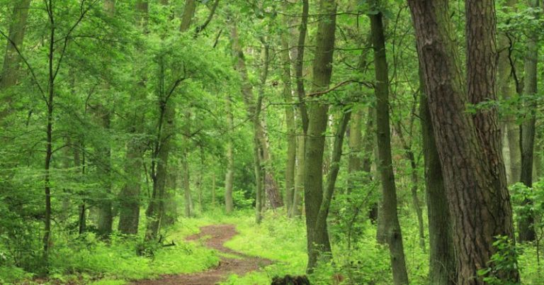 नेपालले वन क्षेत्र विनाशलाई सन् २०३० सम्म शून्यमा पु-याउने