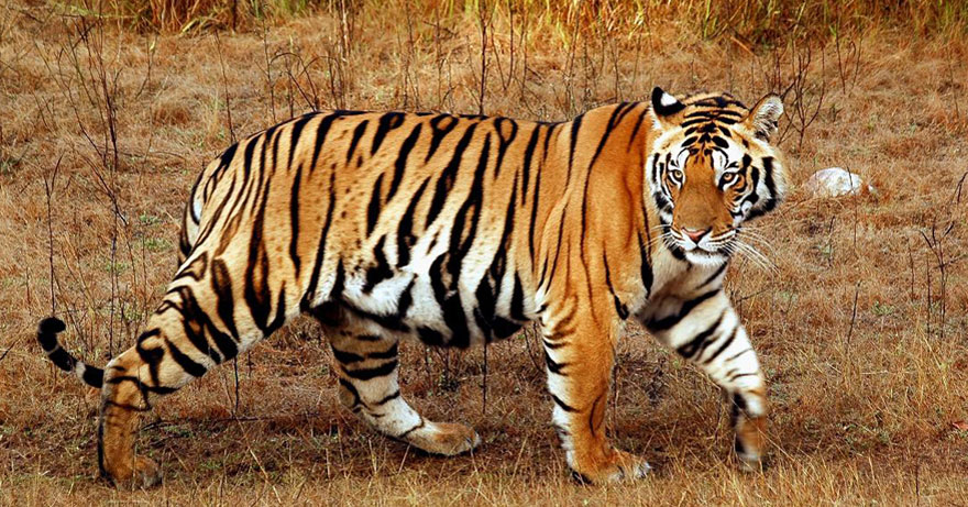 मङ्सिर १९ गतेदेखि बाघ गणना