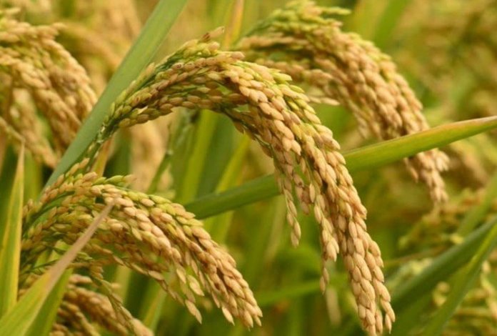चितवनमा धान उत्पादन घट्यो
