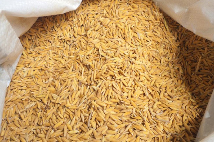 धानको बीउमा कमी आएपछि किसान चिन्तित