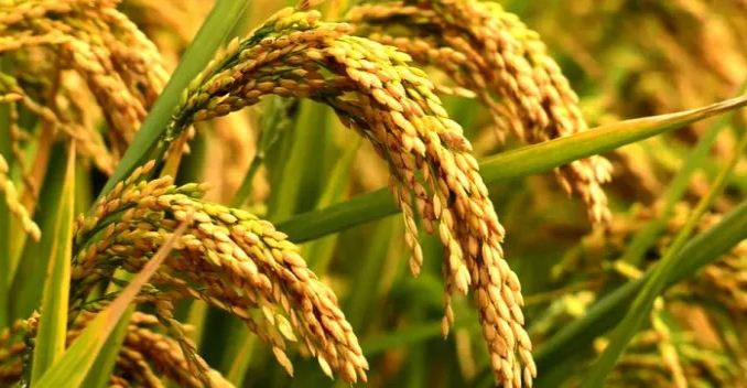 म्याग्दीमा कृषि उत्पादनमा वृद्धि