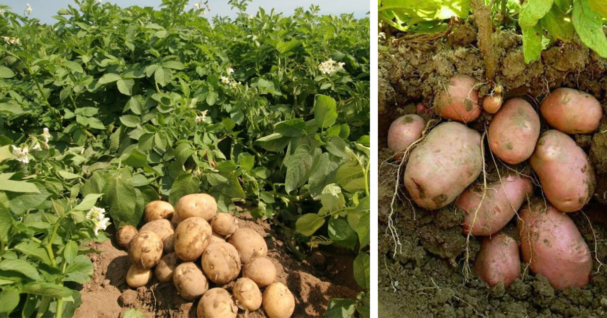 आलु खेतीको क्षेत्रफलमा कमी