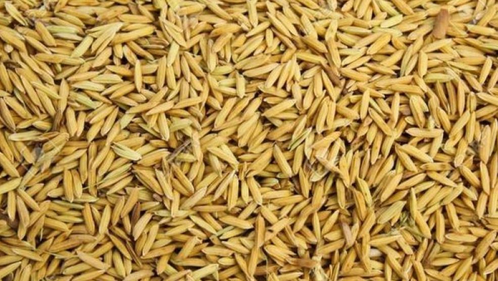 खाद्यले धान खरिद नगर्दा किसान चिन्तित