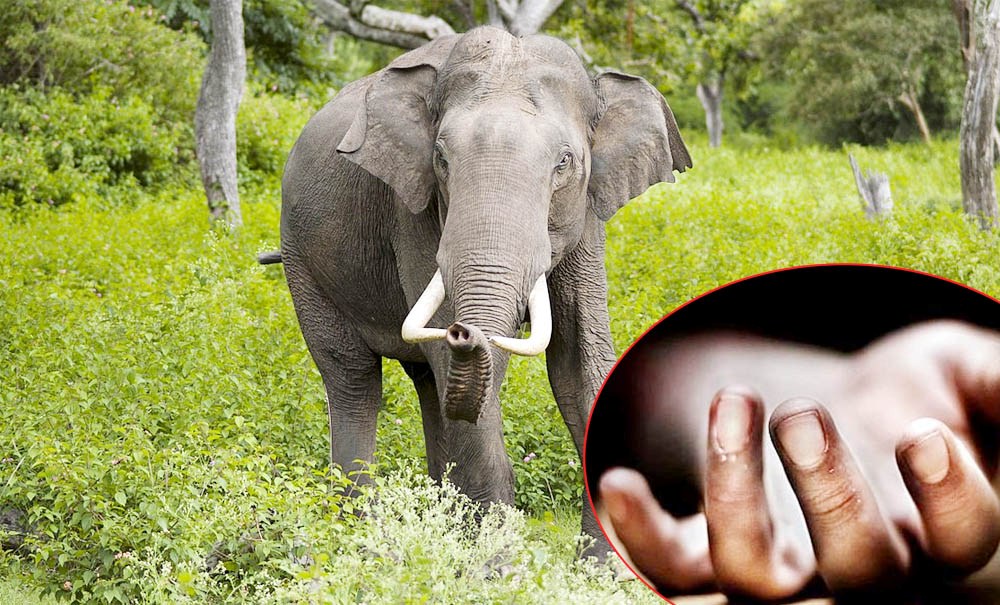 जङ्गली हात्तीको आक्रमणबाट वृद्धको मृत्यु