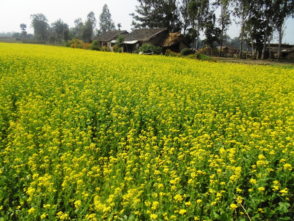 तोरीखेतीमा  कृषकको आकर्षण बढ्दो