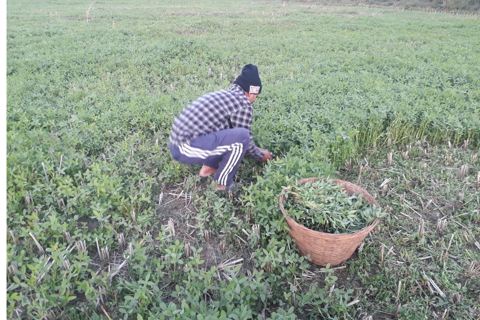‘ग्रिन गोल्ड’ बेचेर आम्दानी गर्दै दङ्गाली किसान