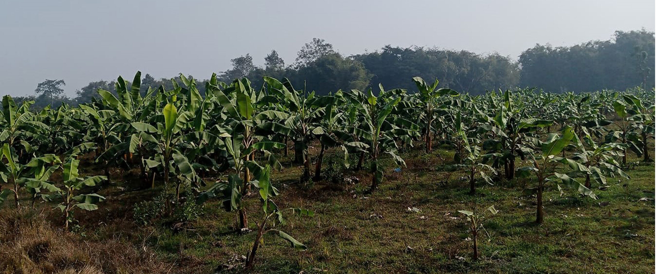 केरामा  खपटे  र आलुमा ढडुवा रोग देखियो