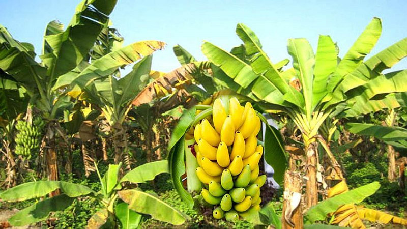 उदयपुरमा बढ्दैछ व्यावसायिक केरा खेती