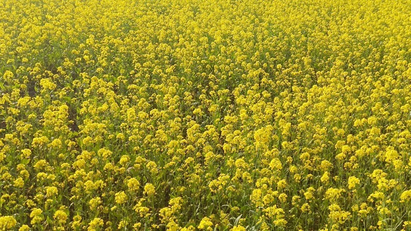 झापामा तोरीखेतीको आशलाग्दो विस्तार
