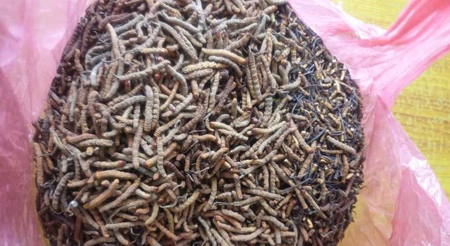 भालुको पित्त र यार्सागुम्बासहित पक्राउ