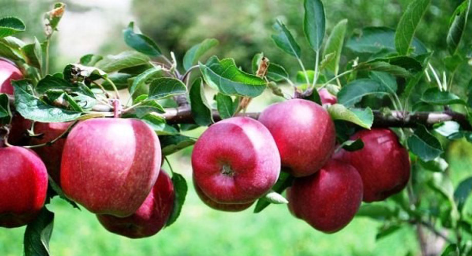स्याउ किसानले पाए क्षतिपूर्ति