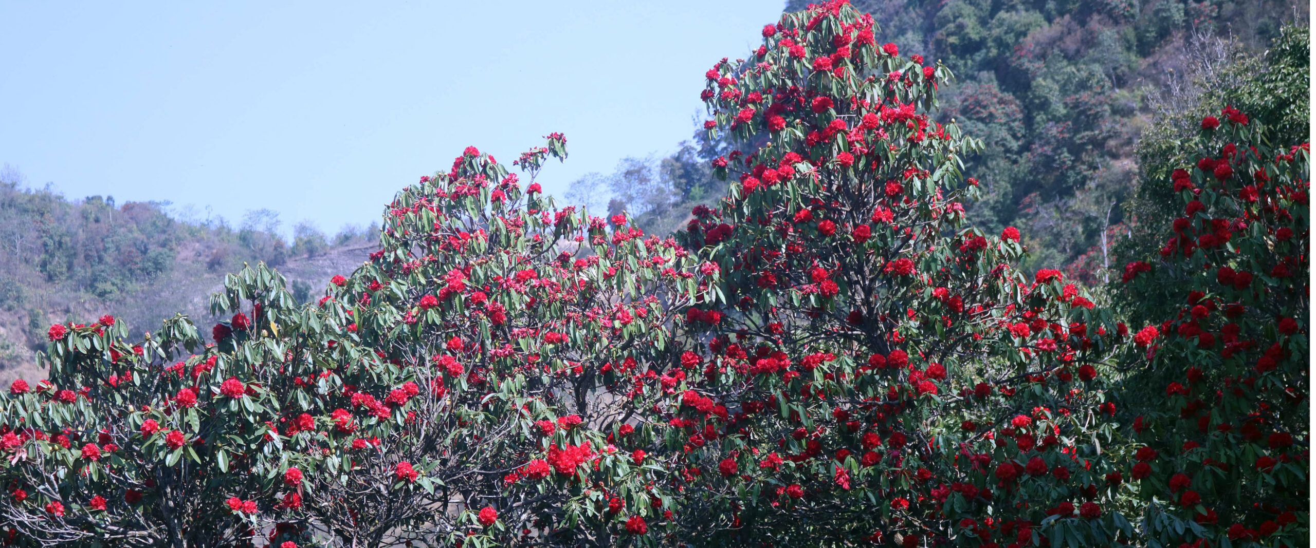 माघमा फुल्यो, चैतमा ओइलायो लालीगुराँस