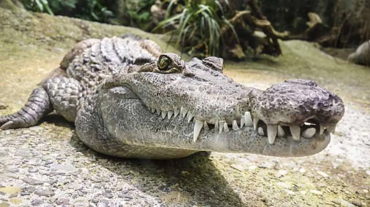 Six people eaten by crocodiles in Tanzania’s Ruvu River