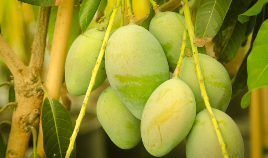 आँपमा मधुवाले सताएकाले किसान हैरान