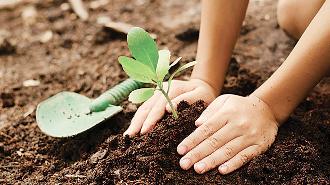 सिमसार दिवसमा १९ प्रजातिका बिरुवा रोपियो