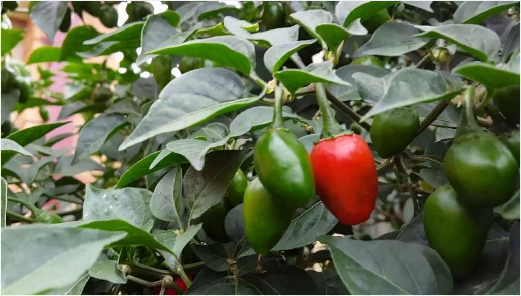 अकबरे खुर्सानीबाट छ करोडभन्दा बढी आम्दानी