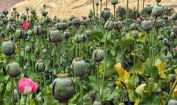 अफिम कारोबारमा संलग्न महिला पक्राउ
