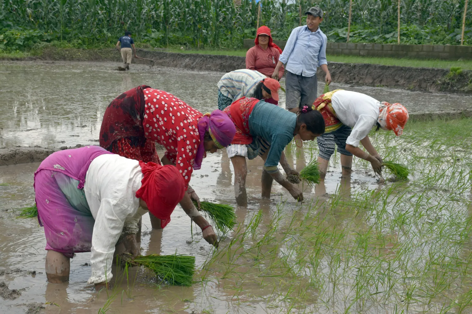 झापामा साउन पहिलो साताभित्र रोपाइँ सकिने