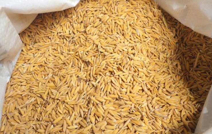 पाल्पाका किसानलाई बीउ वितरण