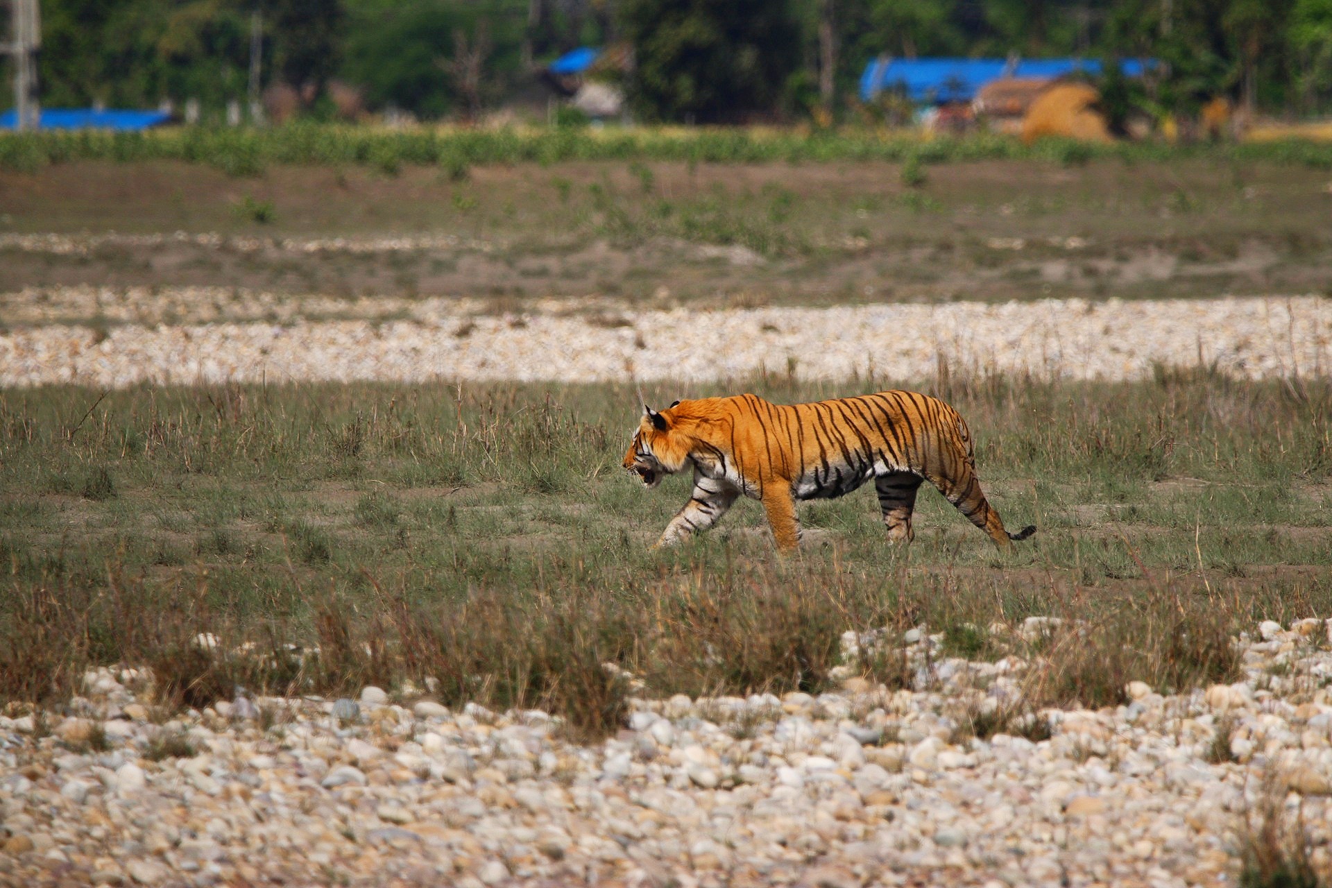 बाघको बासस्थानसँगै बढ्न थाले हिंस्रक घटना