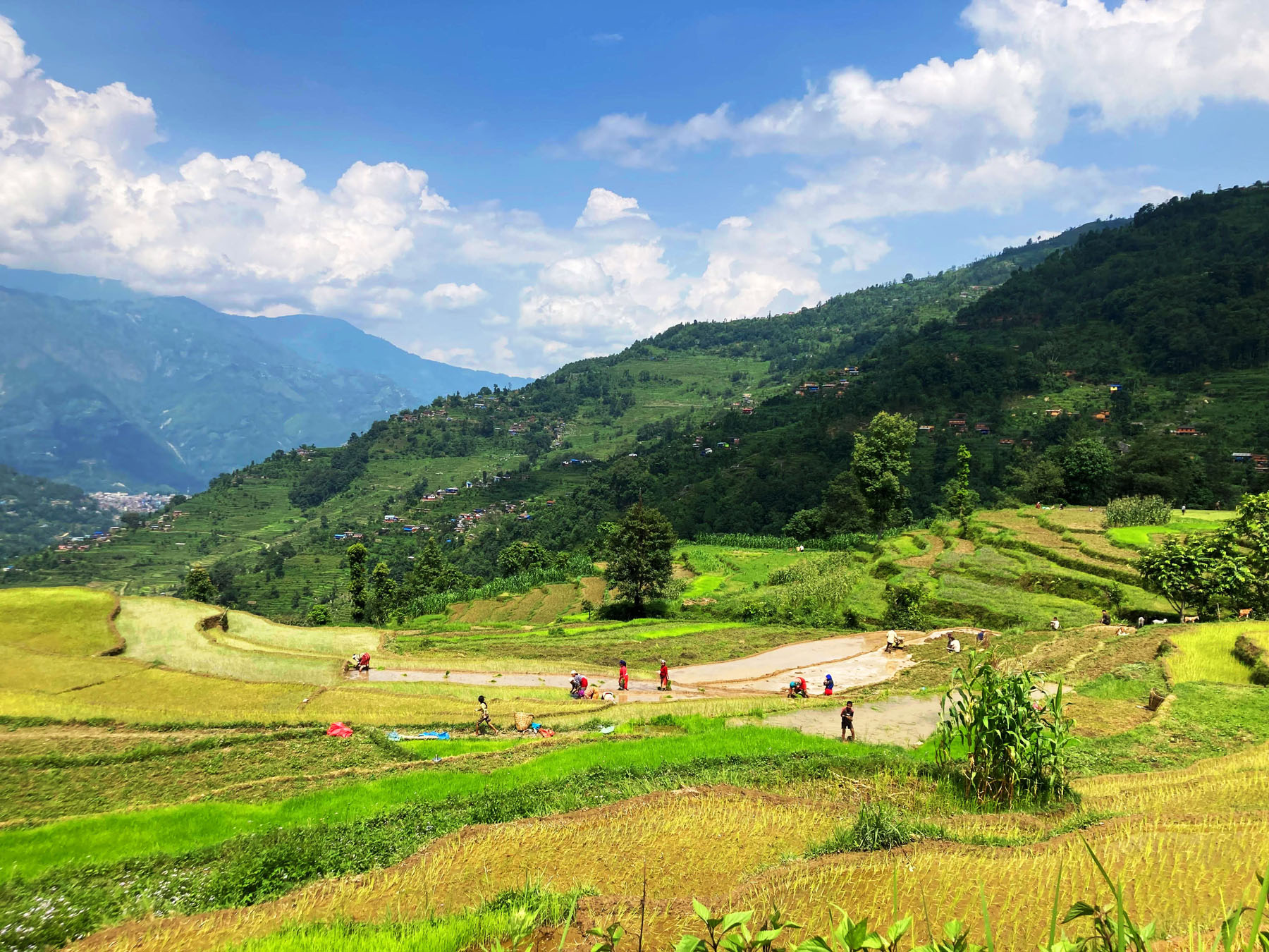 धानको बीमा गर्दै किसान