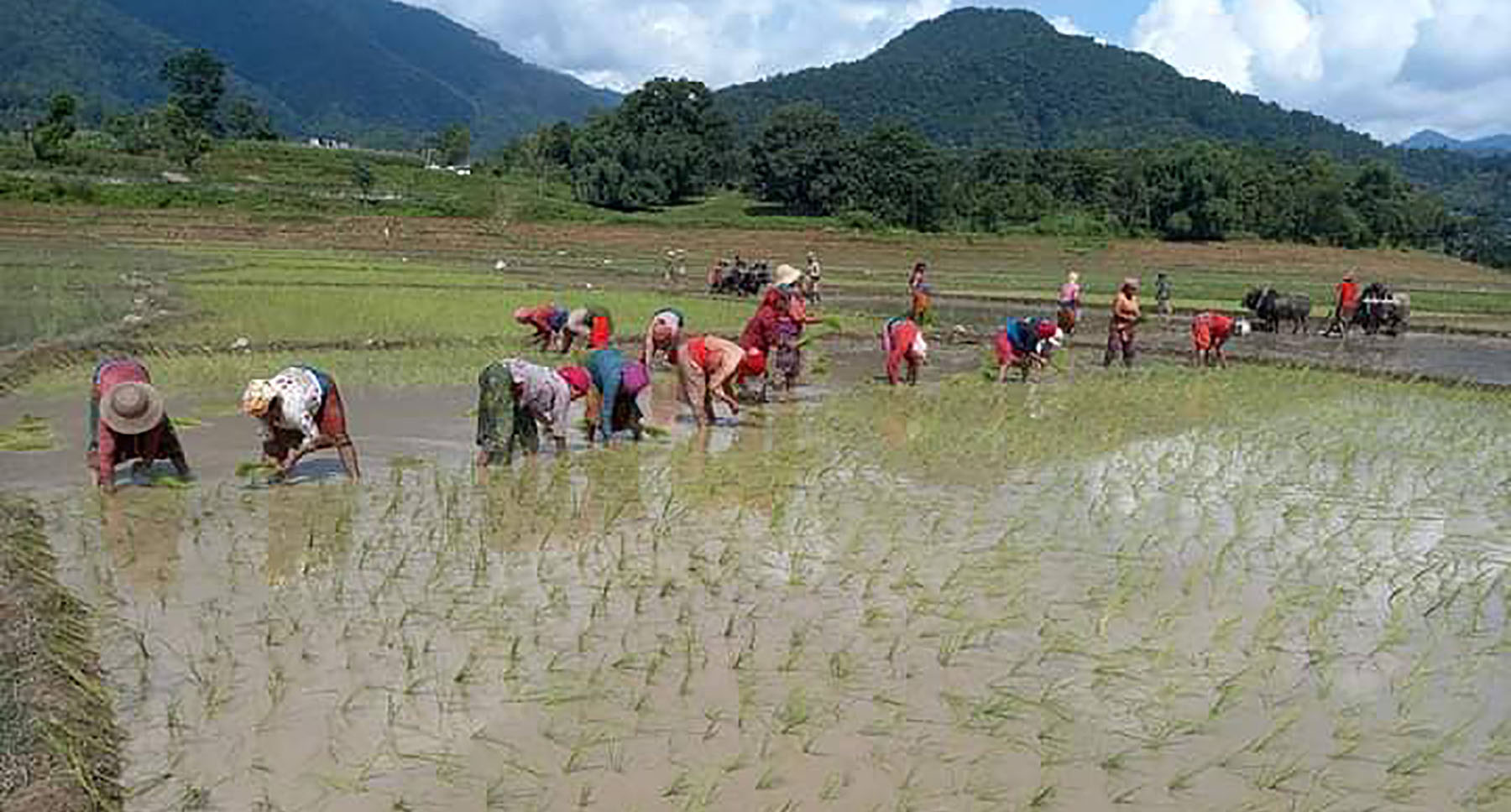खडेरीले रोपाइँ गर्न समस्या