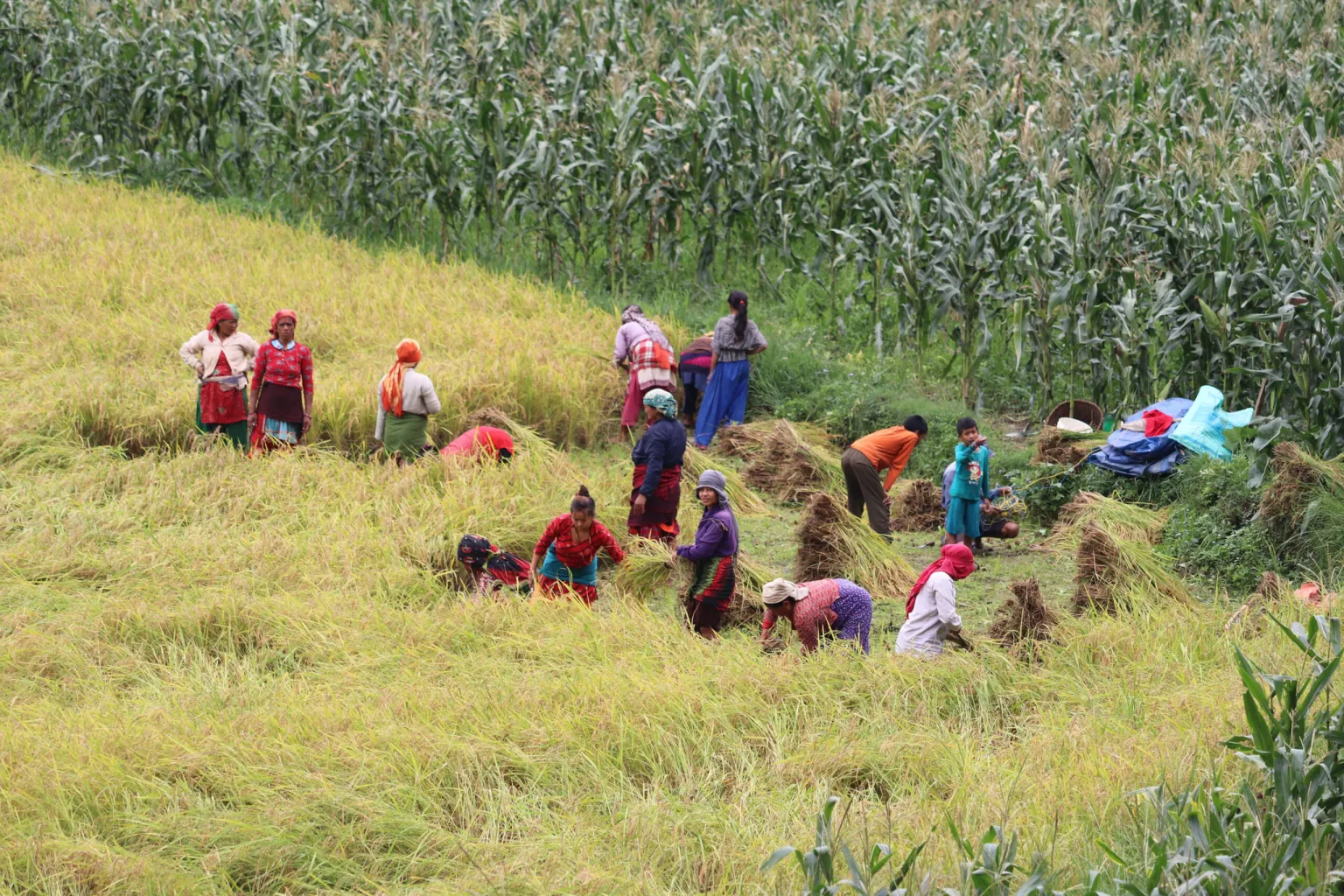 चैते धान भित्र्याउन व्यस्त छन् किसान