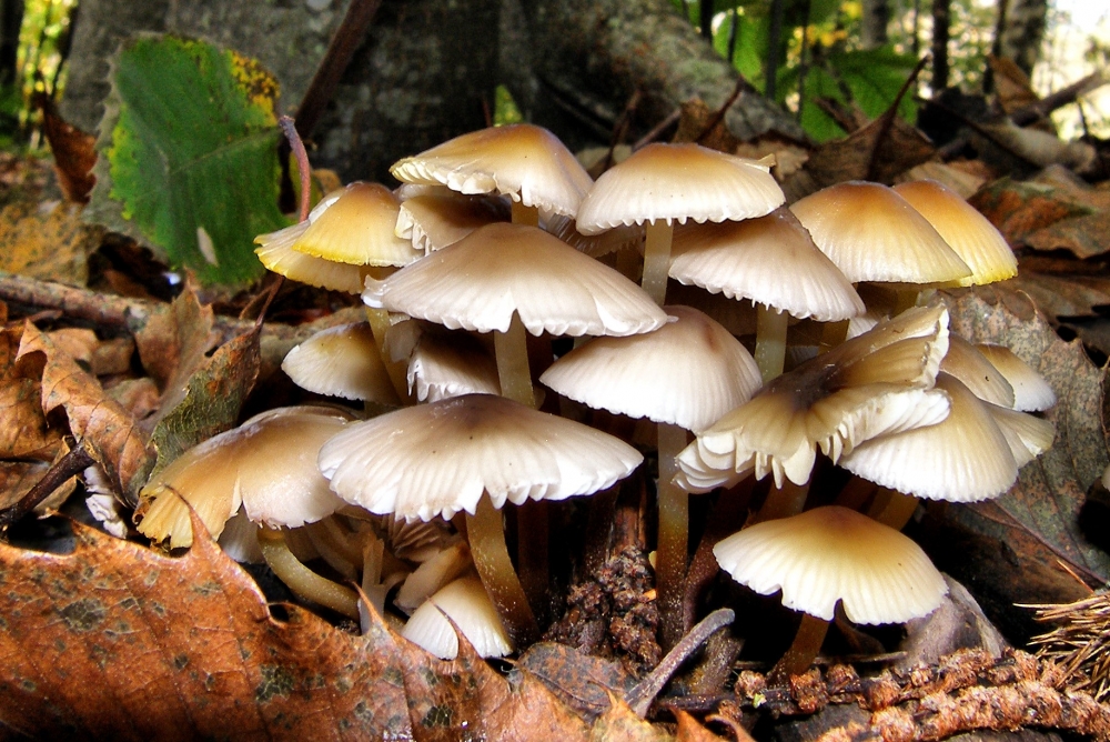 जङ्गली च्याउ खाँदा बुटवलमा १५ जना बिरामी