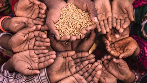 रुस युक्रेन द्वन्द्वका कारण खाद्यान्न अभाव