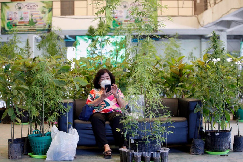 Revellers on cloud nine at cannabis festival as Thailand relaxes law