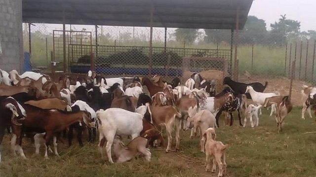 व्यावसायिक बाख्रापालनले आत्मनिर्भर बनाउँदै