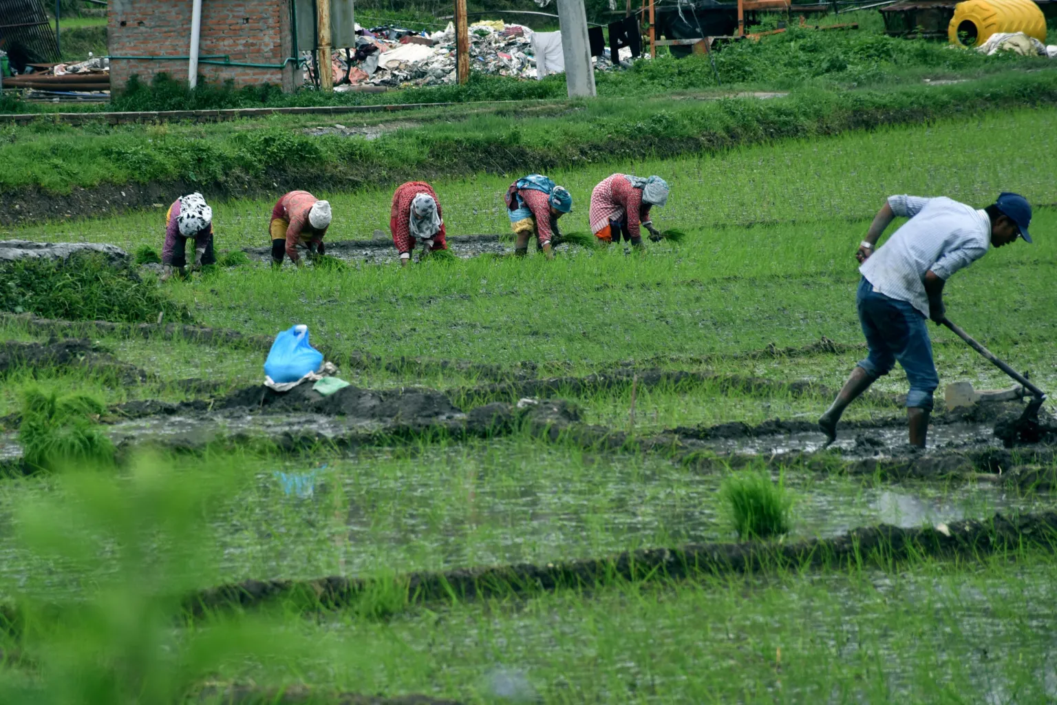 पाल्पामा ८७ प्रतिशत रोपाइँ