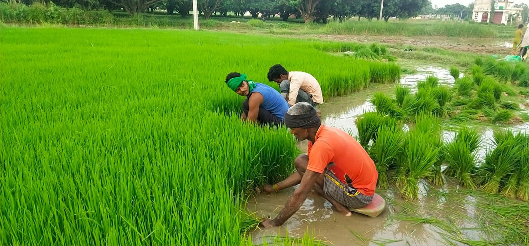 महोत्तरीका किसान रोपाइँमा व्यस्त