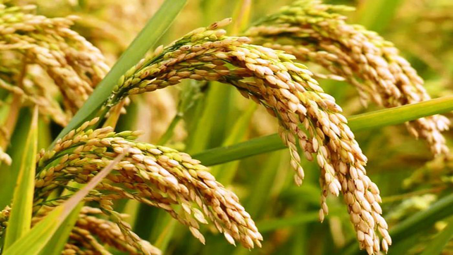 धानखेती छोड्दै ताप्लेजुङका किसान