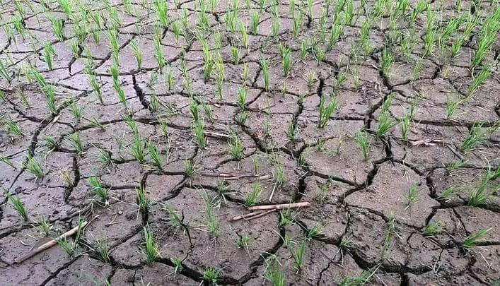 खडेरीको चिन्ताले किसानलाई पिरालो