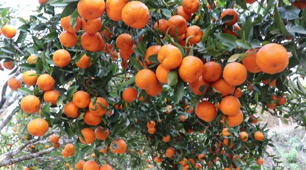 सुन्तला खेतीले धनी बन्दै दोसल्लेका किसान