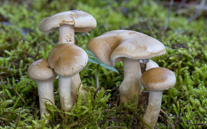 दाङमा जङ्गली च्याउ खाँदा छ जना बिरामी