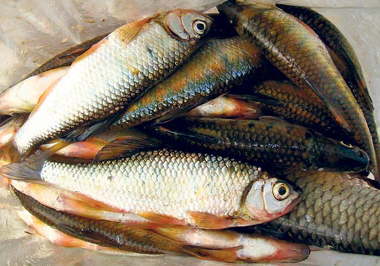 माछा बिक्रीबाट मनग्ये आम्दानी