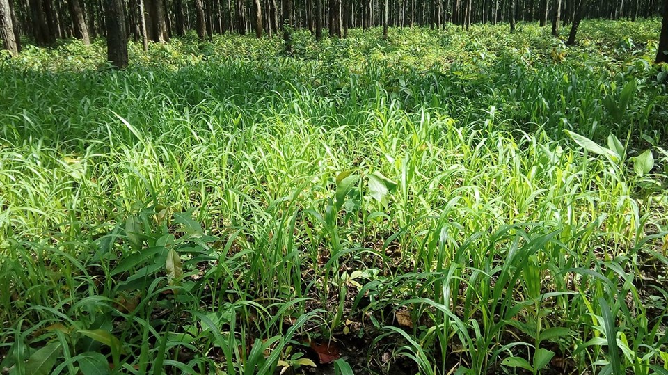 घाँस उत्पादन गर्ने किसानलाई महानगरबाट अनुदान