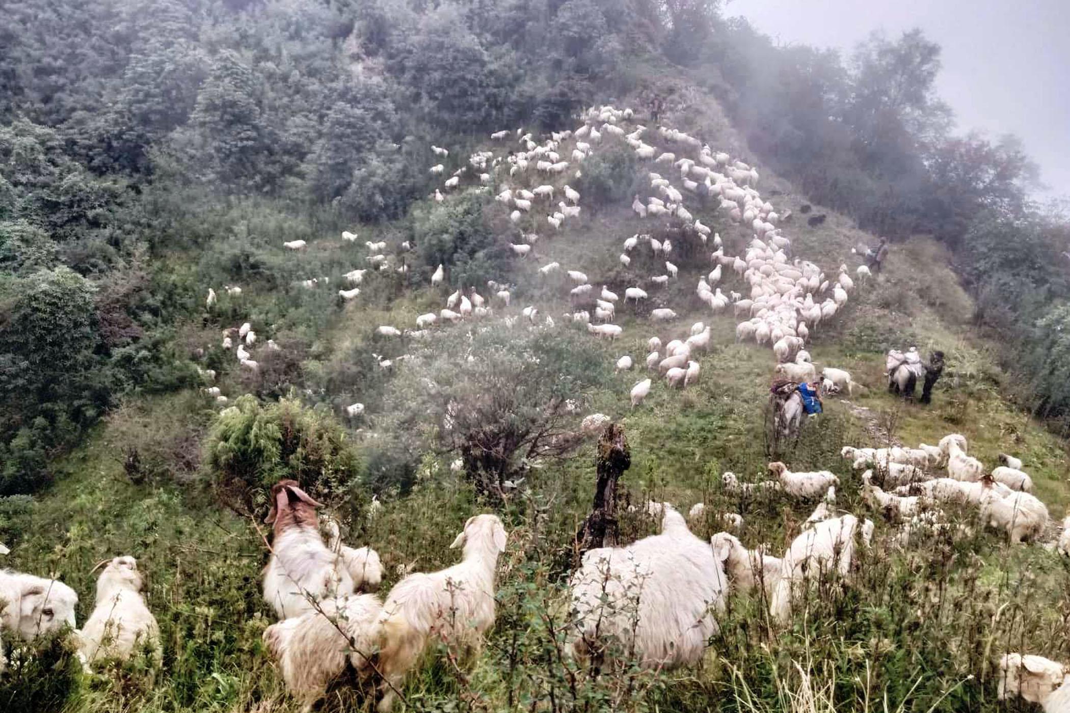 तिब्बतबाट भेडा, च्याङ्ग्रा आयात नहुँदा, खसीबोका महँगियो