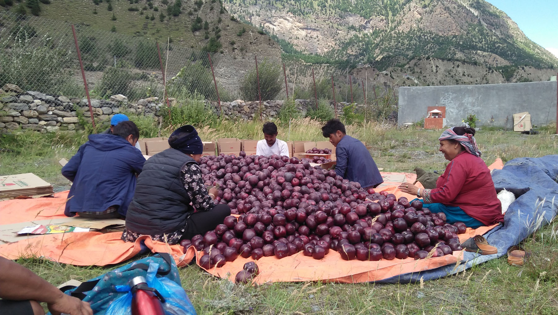 बजार झर्दै मुस्ताङी स्याउ